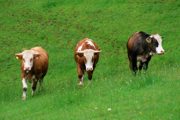 Bunch Of Cows