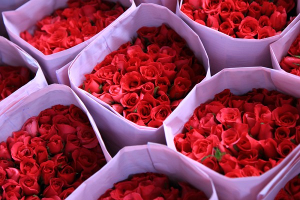 Tons of roses...