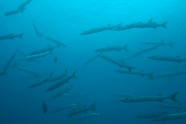 Diving with a school of Baracudas in Raja Ampat.